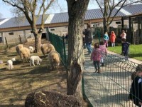 21/3/2022: Jongste kleuters gaan op uitstap naar de kinderboerderij
